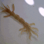 Caprellidae spp. (skeleton shrimps) 바다대벌레-류 촬영 모음 2023