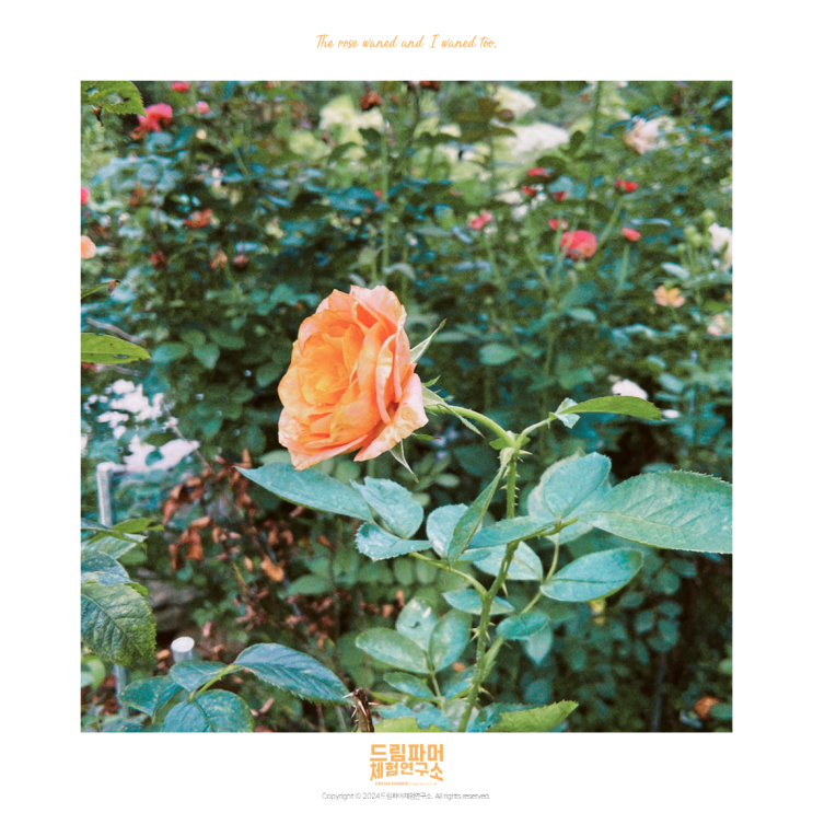 장미꽃은 시들고... Roses wither... : 네이버 블로그