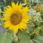 해바라기 꽃말 뜻 sunflower의 의미와 특징