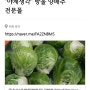 "야채생각" 방울 양배추 전문몰