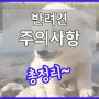 강아지 키울 때 주의해야 할 사항 반려견 주의사항 행동