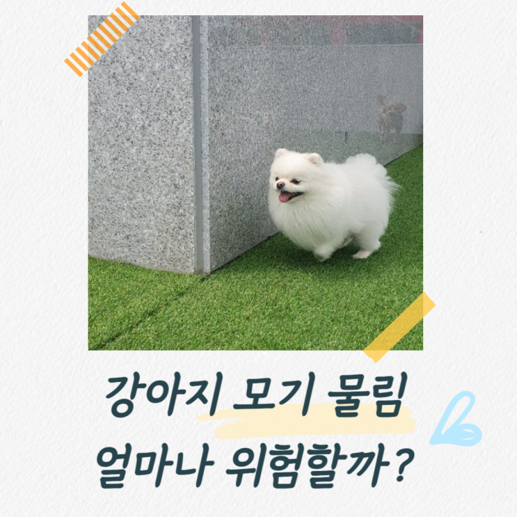 강아지 모기 물림 얼마나 위험할까? 심장사사충 대처방법은? : 네이버 블로그