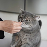 고양이 간식 추천 신장병 예방 돕는 야옹섬 닥터토루 프로토콜 치킨 트릿