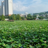 7월 셋째주 스페셜 포토덤프, 풍성하게 핀 봉담호수공원 연꽃