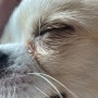 강아지눈병 비빔 깜빡임 찡그림 윙크시 안약, 결막염 증상?