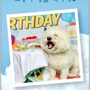 강아지 유치원의 6월의 생일 파티 ! 바다가 보이는 카페 포토존 [수원/영통/용인 애견유치원 털로덮인친구들 광교 본점]