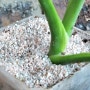 [제품리뷰] 나나가든 꾸밈 식물흙. 홈가드닝 식물 꾸미기 플랜테리어 예쁜돌.
