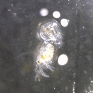 쏙-류 촬영 모음 2023, Upogebiidae spp. (mud shrimps)