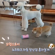 고양이 강아지 대형견 노즈워크 자동 장난감 꼬랩 혼자놀개