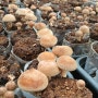 무농약 친환경 표고버섯 재배