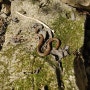 '뱀·벌 물림 사고 2000만원 지원'…곡성 안전보험 항목 추가