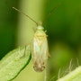 Acrotelus pilosicornis (Reuter, 1901) - 장님노린재과