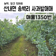 1350번, 송백에서 사과농사 지으실분~ 사과가 실하네요~