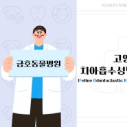 [광주 치과 동물병원, 금호동 동물병원, 고양이 치아흡수, 고양이 발치] 6살 고양이의 치아흡수성병변으로 인한 발치 Case