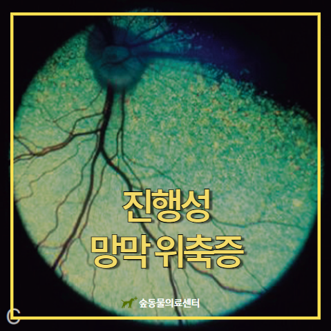 강아지 진행성 망막 위축증(PRA; Progressive Retinal Atrophy) [반려동물 질병정보/대전동물병원 숲 ...