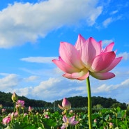 함안 7월 가볼만한곳 연꽃테마파크 700년의 기다림 아라홍연