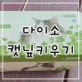 다이소 고양이 캣닢씨앗 키우기 [캣그라스]