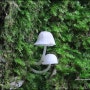 [제주 버섯] 흰크림체관버섯