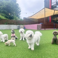 강아지 데리고 갈만한곳 대부도 비숲 강아지 운동장 애견수영장 좋아