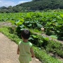 7월 여름 국내 여행지 추천 부산 연꽃 기장 곰내연밭 핫플 연꽃피는시기