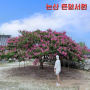 충남 여름 여행 논산한옥마을 돈암서원 배롱나무 백일홍