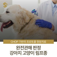 강아지 림프종 항암치료 화학요법 CHOP 다재항암요법 완전관해 치료 케이스 - 양산 에스동물암센터