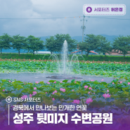 경북에서 만나보는 만개한 연꽃, 성주 뒷미지 수변공원