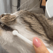 고양이 치석제거에 효과적인 자유펫 덴탈케어브러쉬 칫솔 !