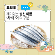 재미있는 생선 이름, ‘치’와 ‘어’의 구분