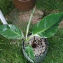 식물 일기 : 두 번 살아난 흰무늬 바나나는 폭풍 성장 중..