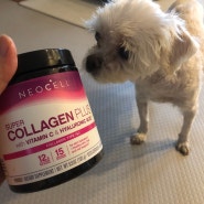 강아지 콜라겐 고양이 콜라겐 먹어도 될까, 콜라겐 고양이 강아지에게 먹이면 좋은점