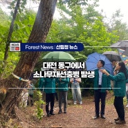 대전 동구에서 소나무재선충병 발생