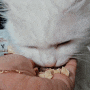 [고양이간식추천] 조이펫 동결건조 황태큐브 미니