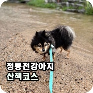 폭우 쏟아진 후에_강아지 정릉천 산책코스