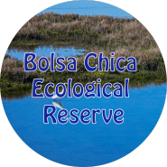 2024 우동구: 볼사 치카 생태 보호구역 (Bolsa Chica Ecological Reserve)