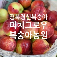 피치그로우 복숭아농원 경북 경산 복숭아 농원추천하는 이유