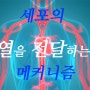 세포가 열을 전달하는 메커니즘 규명