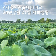 시흥 연꽃테마파크 24년 7월 방문 연꽃피는시기 안내
