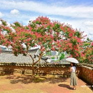 대구 배롱나무 숨은 명소 서계서원 배롱나무꽃 2024년 7월 22일 방문기, 대구 7월 8월 가볼만한곳 ...
