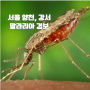 서울 양천, 강서 말라리아 경보 폭염으로 모기 급증
