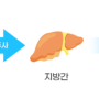 줄기세포에 의한 지방간의 치료