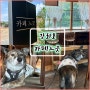 *[인천/강화도] - '카페느긋' (애견동반카페/진도견 마루랑)🐕☕️