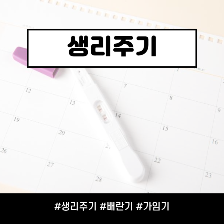 생리주기 배란기 가임기 계산방법 월경 임신확률 정리해드릴게요 : 네이버 블로그