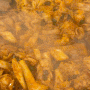 바로 조리해서 나오는 중독성이 있는 동탄 닭갈비 맛집::산갈래 닭갈비(재방문 후기)