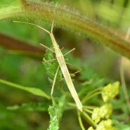 Chorosoma macilentum Stål, 1858 - 잡초노린재과