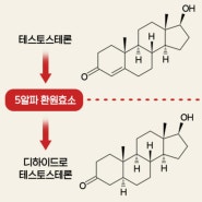 피나스테리드 효과 부작용 탈모관리법 공유