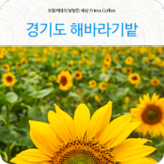 경기도해바라기 멋진 수원시민농장 수원이색 데이트