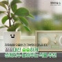 🌵[식물이야기] 꿉꿉대신 🌿숲숲🌿 상쾌지수 높여줄 식물 3대장🤟