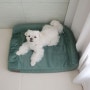 강아지 침대, 슬개골탈구 걱정에 선택한 시리얼 침대