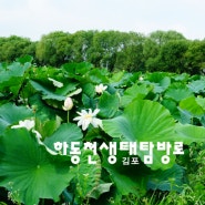 〔김포〕하동천 생태탐방로의 연꽃단지 풍경들